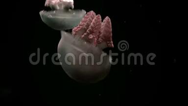 深海水母。 4K镜头。